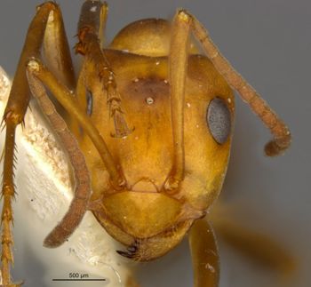 Media type: image;   Entomology 8888 Aspect: head frontal view